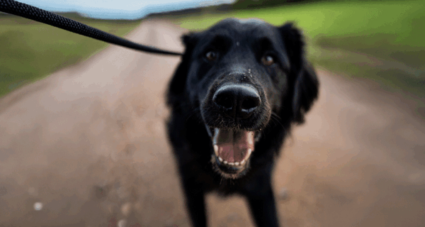 Anleinpflicht für Hunde