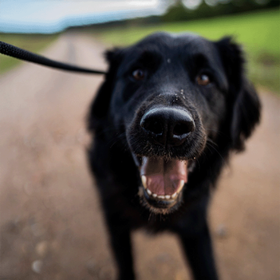 Hund_Leine
